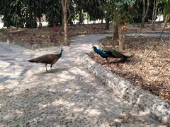 -瑞丽独树成林风景区