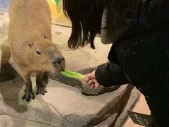 -萌宠奇缘