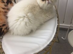 -豆老板的猫咖啡(碑林博物馆店)