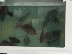 -南蚝小贝海鲜特色餐厅(南澳岛店)