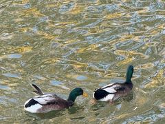 -大兴滨河森林公园