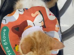 -瑞派动物医院·猫专科·至诚(江南中分院)