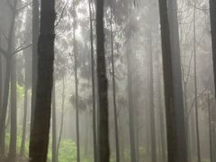 -武陵山森林公园