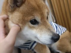 -柴迷FANS CLUB·柴犬狗咖·猫咖