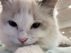 -有喵·猫咖·狗咖·30几只猫10只小狗(岗厦店)
