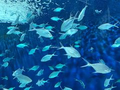 -上海海洋水族馆