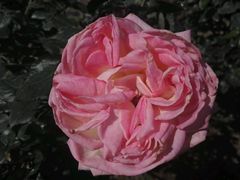 -人民公园(罗湖区)