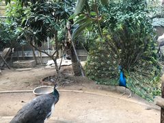 -呀路古热带植物园