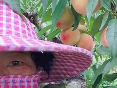 -樂桃源奉贤黄桃种植采摘基地