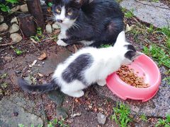 -海边的猫和咖啡馆