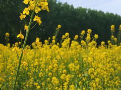 -天津武清北运河郊野公园房车露营地