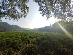 -中国茶叶博物馆(双峰馆区)