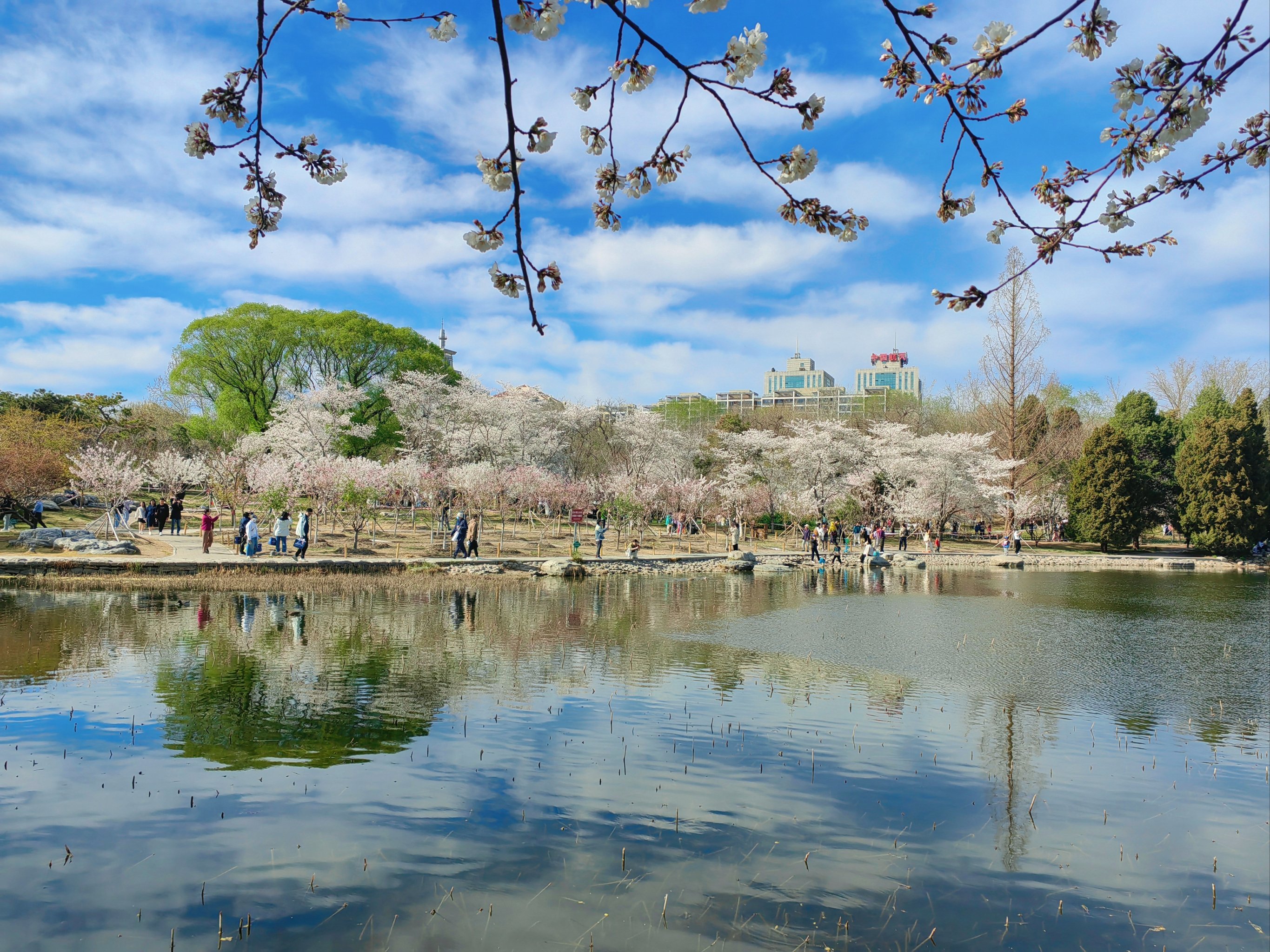 樱花美景入眼帘
