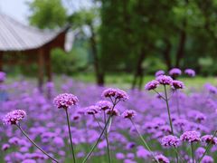 -杭州城北体育公园