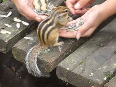 -五营红松林海景区