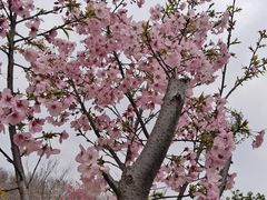 -顾村公园
