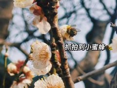 -无锡梅园公园