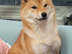 -瑞鹏宠物医院·骨科·猫科·内科(第一中心)