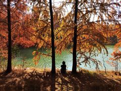 -上海海湾国家森林公园