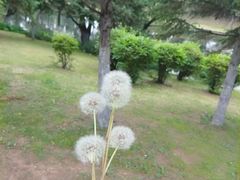 -蒲河岛湿地公园