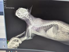 -恒幸动物医院·急重症转诊中心·神经内外科·CT核磁