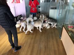 -Husky Go! 哈士奇体验馆·宠物咖啡厅狗咖