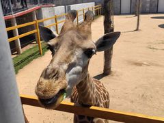 -西霞口神雕山野生动物世界