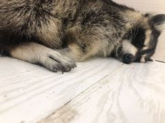 -浣熊柯尔鸭土拨鼠·电玩咖