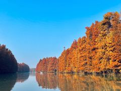 -上海海湾国家森林公园