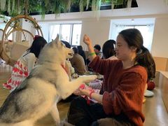 -Husky Go! 哈士奇体验馆·宠物咖啡厅狗咖
