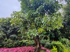 -崇圣寺三塔文化旅游区