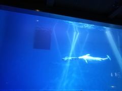 -芜湖新华联大白鲸海洋公园