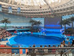 -海合安成都极地海洋公园