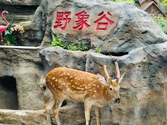 -野象谷景区