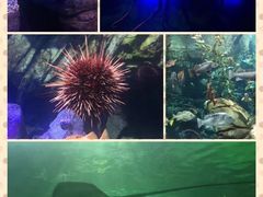 -瑞普利水族馆
