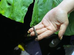 -中国科学院西双版纳热带植物园