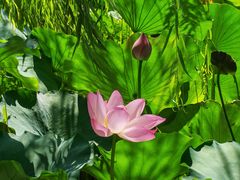 -莲花池公园