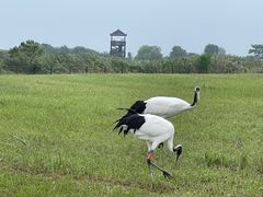 -盐城丹顶鹤湿地生态旅游区