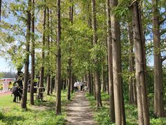 -上海长兴岛郊野公园