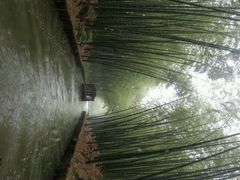 android_upload_pic-同里国家湿地公园