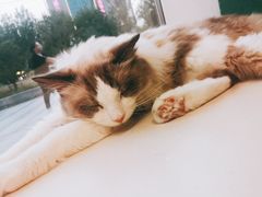 -飞行喵MR PILOT|猫舍·猫咖(静安大融城店)
