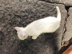 -小河无名面馆