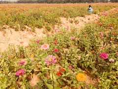 -皇粮浜湿地公园