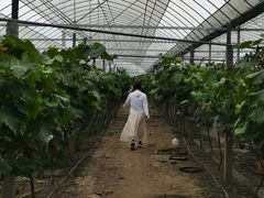 -马陆小张葡萄园农家乐