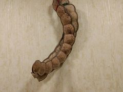 -天一朴素(武汉大学店)