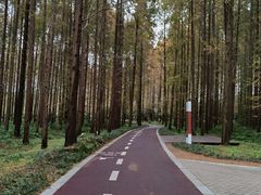 -黄海国家森林公园