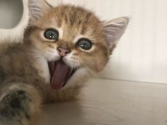 -东方名猫馆·英短金渐层布偶猫舍(环线广场1号楼店)