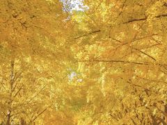 -三里屯东五街银杏大道