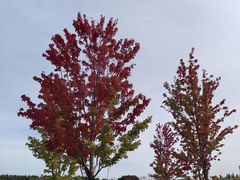 -东郊湿地公园