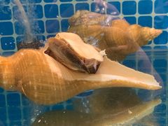-肥福排档(星光店)